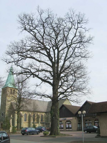 Bild 2 von Eiche an der Schlinger Straße